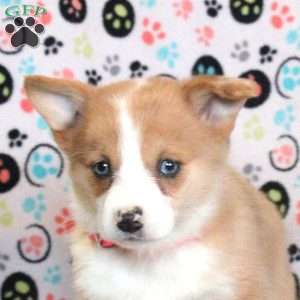 Luna, Pembroke Welsh Corgi Puppy