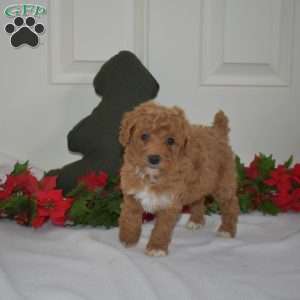 Luna, Miniature Poodle Puppy