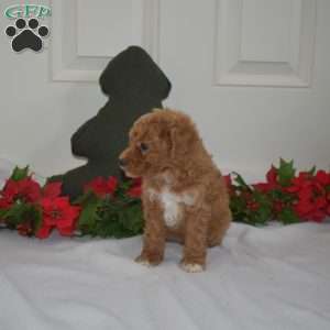 Luna, Miniature Poodle Puppy