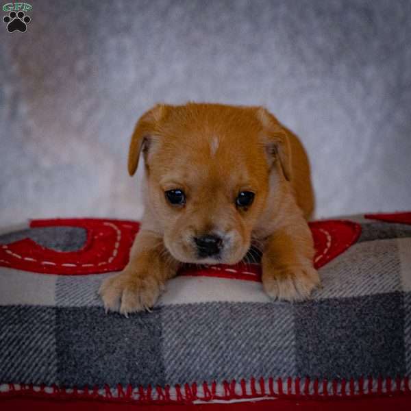 Luna, French Bulldog Mix Puppy