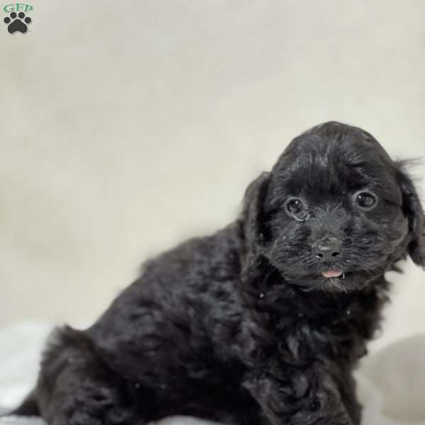 Luna, Shih-Poo Puppy