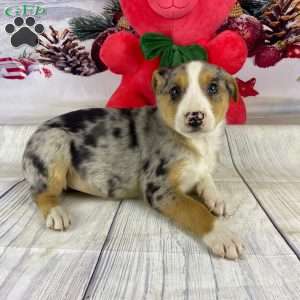 Jackson, Australian Shepherd Puppy