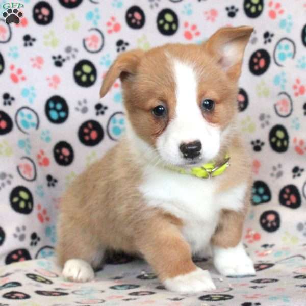 Lydia, Pembroke Welsh Corgi Puppy