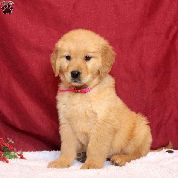 Lydia, Golden Retriever Puppy