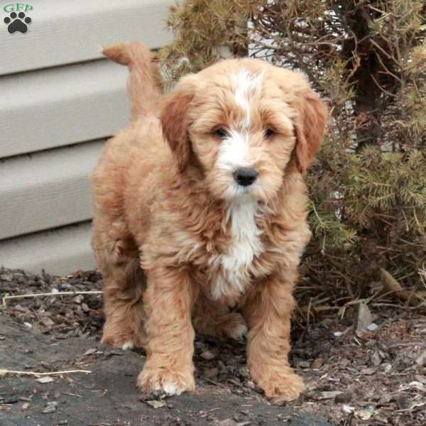 Lydia, Mini Goldendoodle Puppy