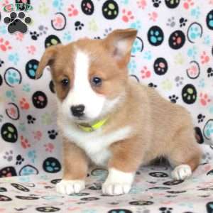 Lydia, Pembroke Welsh Corgi Puppy