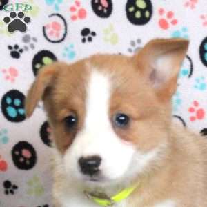 Lydia, Pembroke Welsh Corgi Puppy