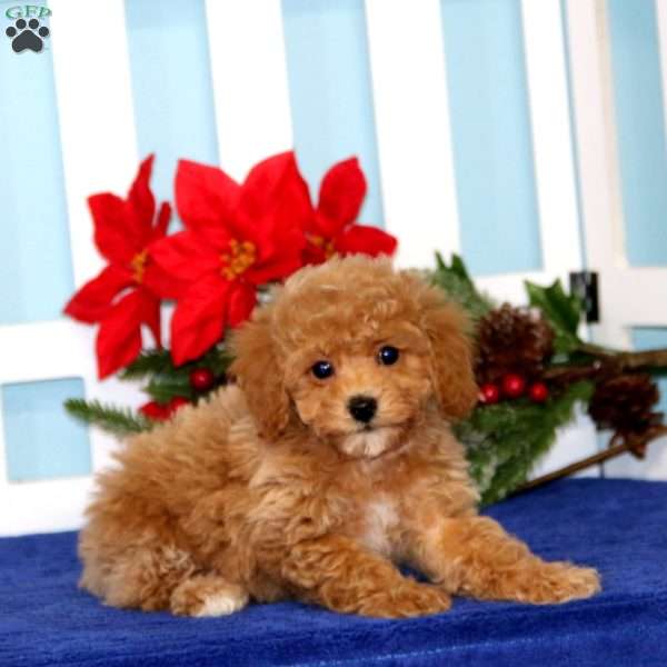 Lylah, Toy Poodle Puppy