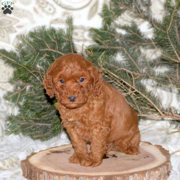 Lyle, Mini Goldendoodle Puppy