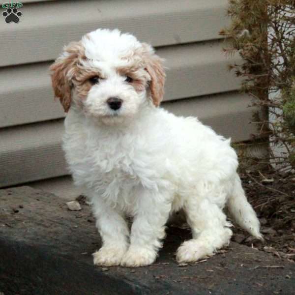 Mabel, Mini Goldendoodle Puppy