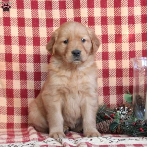 MacKenzie, Golden Retriever Puppy