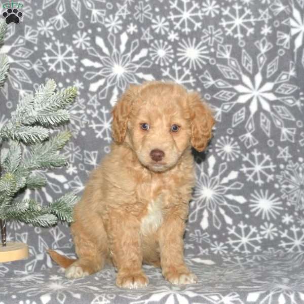 Mack, Mini Goldendoodle Puppy