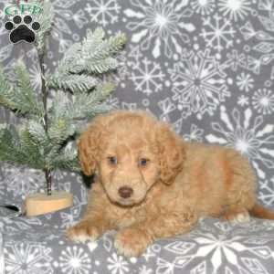 Mack, Mini Goldendoodle Puppy