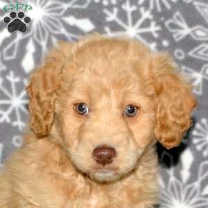 Mack, Mini Goldendoodle Puppy