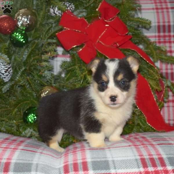 Macy, Welsh Corgi Mix Puppy