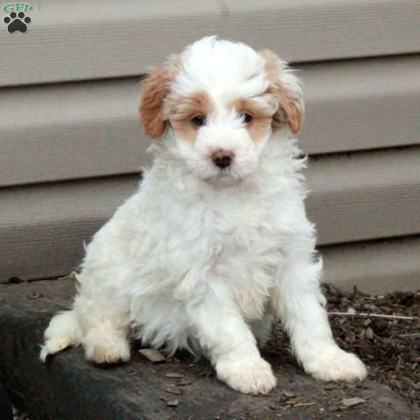 Macy, Mini Goldendoodle Puppy