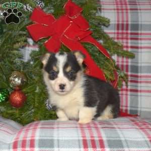 Macy, Welsh Corgi Mix Puppy