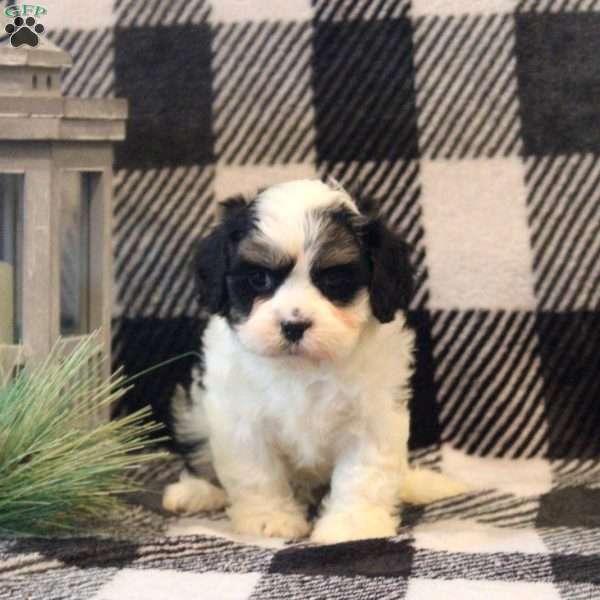 Maddie, Cavalier King Charles Mix Puppy