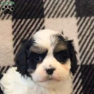 Maddie, Cavalier King Charles Mix Puppy