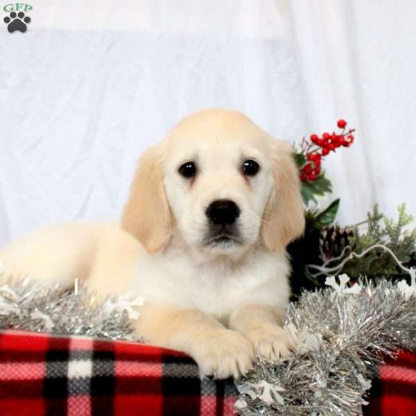 Maddie, Golden Retriever Puppy