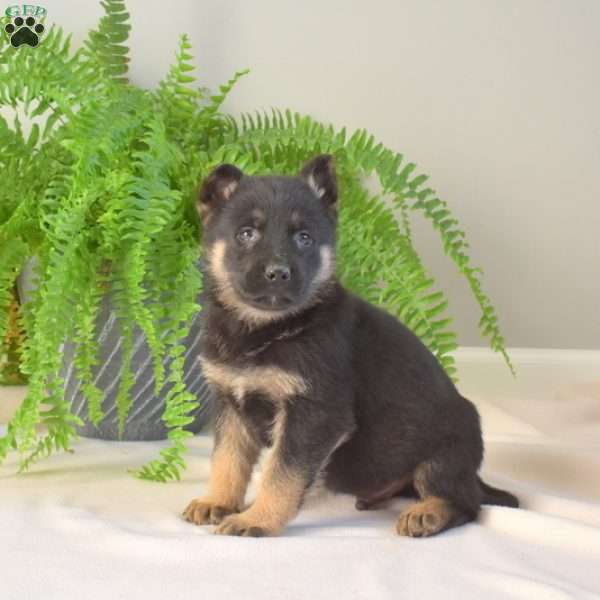 Maddox, German Shepherd Puppy