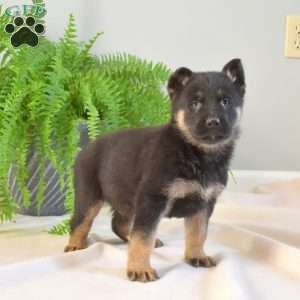 Maddox, German Shepherd Puppy