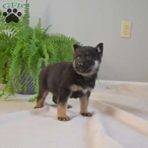 Maddox, German Shepherd Puppy