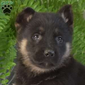 Maddox, German Shepherd Puppy