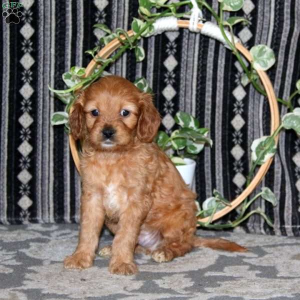 Major, Cavapoo Puppy