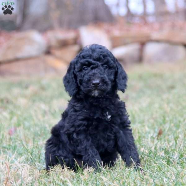 Major, Miniature Poodle Puppy