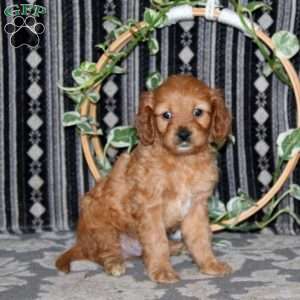 Major, Cavapoo Puppy