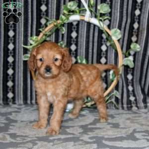 Major, Cavapoo Puppy