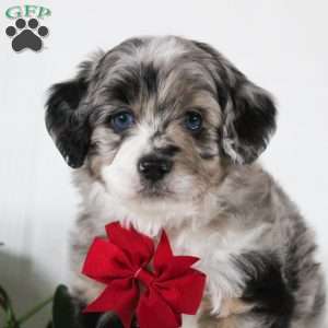 Malcolm, Mini Aussiedoodle Puppy