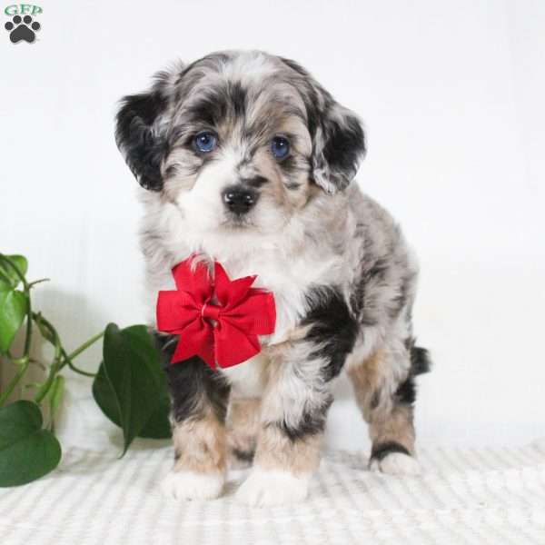 Malcolm, Mini Aussiedoodle Puppy