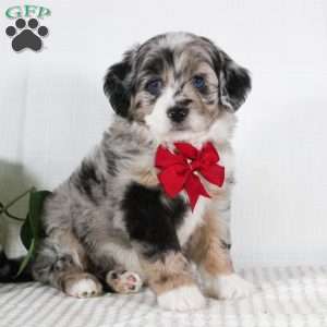 Malcolm, Mini Aussiedoodle Puppy