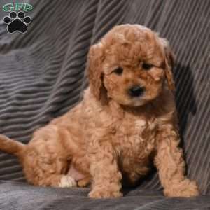 Maleah, Cavapoo Puppy