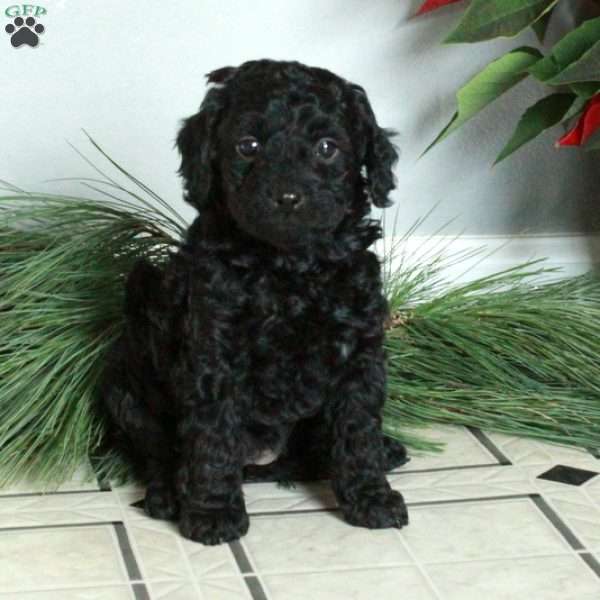 Malibu, Cavapoo Puppy