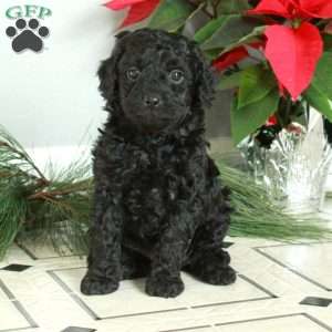 Malibu, Cavapoo Puppy