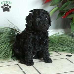 Malibu, Cavapoo Puppy