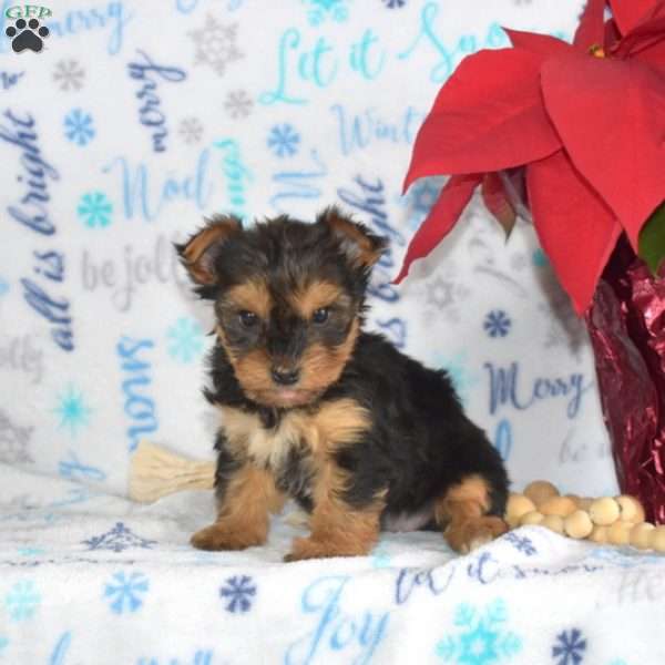 Mandy, Yorkie Puppy