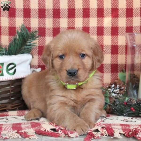 Mandy, Golden Retriever Puppy