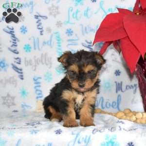 Mandy, Yorkie Puppy