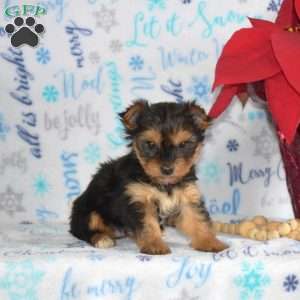 Mandy, Yorkie Puppy