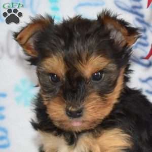 Mandy, Yorkie Puppy