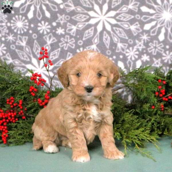 Maple, Mini Goldendoodle Puppy