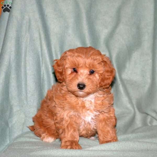 Maple, Cockapoo Puppy