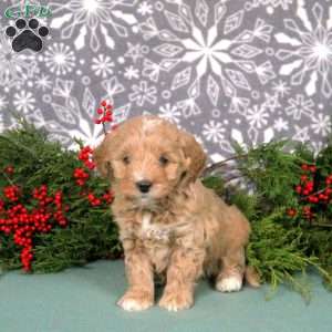 Maple, Mini Goldendoodle Puppy