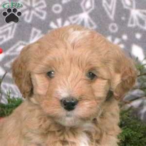 Maple, Mini Goldendoodle Puppy