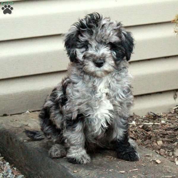 Marble, Mini Goldendoodle Puppy