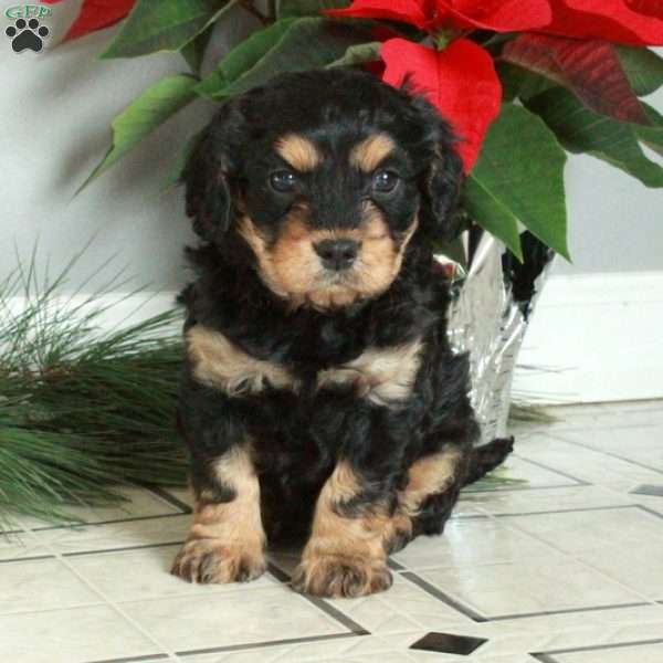 Marco, Cavapoo Puppy